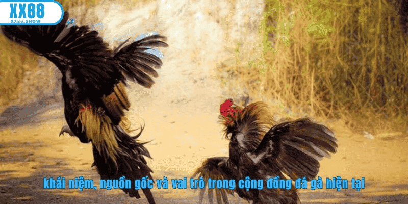 Khái niệm về đá gà thomo tại XX88