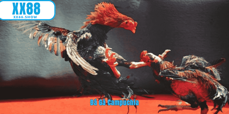 Ảnh đại diện đá gà campuchia