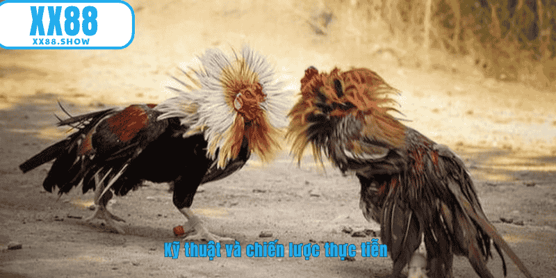 Kỹ thuật và chiến lược thực tiễn cho người chơi  